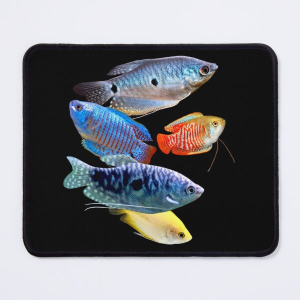 Item preview, Gouramis Blue Gourami Dwarf Gouramis Aquarium Fish Lovers designed and sold by Aquarium Eclipse.