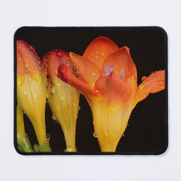 Item preview, Vibrant Freesia Bloom with Dew Drops – Macro Floral Photography Fressia designed and sold by Goiko7Margarita.