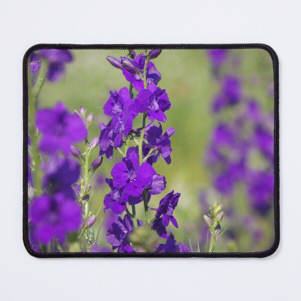 Item preview, Vibrant Purple Larkspur in Bloom designed and sold by tothkataphoto.