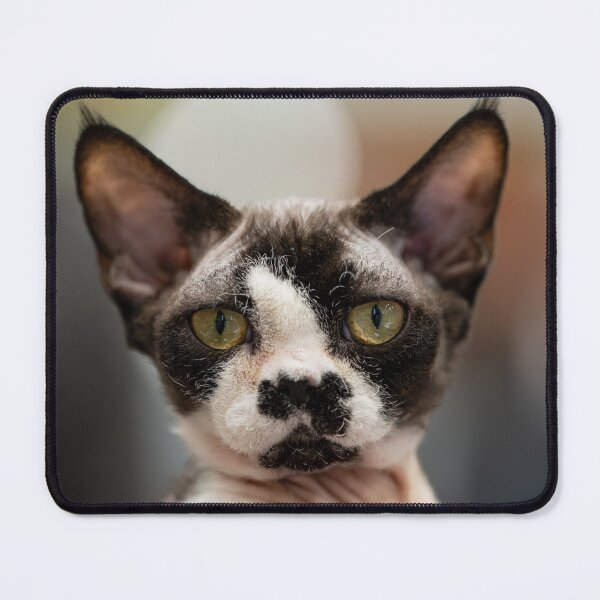 Item preview, Portrait of a cat designed and sold by ART-SUNRISE.