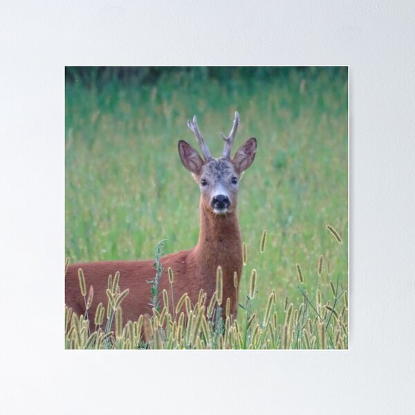 Item preview, Roe Deer Buck in a Summer Meadow designed and sold by tothkataphoto.