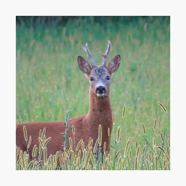 Item preview, Roe Deer Buck in a Summer Meadow designed and sold by tothkataphoto.