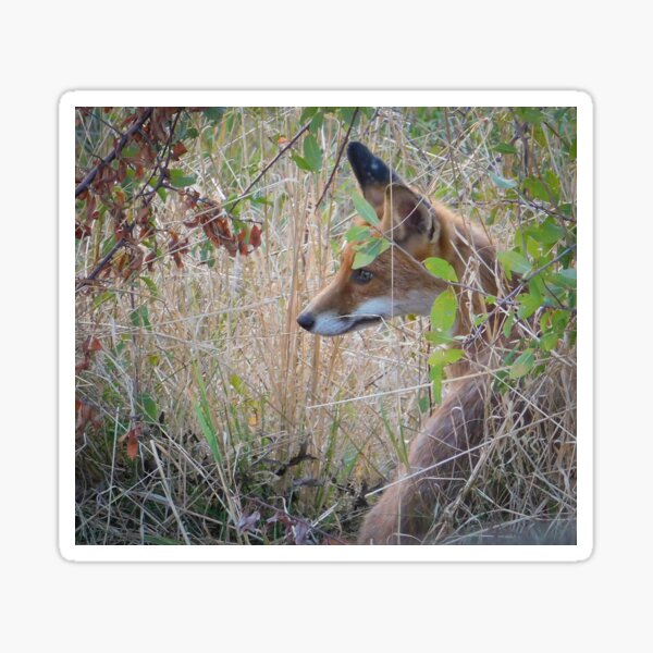 Item preview, Red Fox Peeking Through the Undergrowth designed and sold by tothkataphoto.