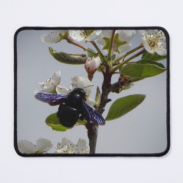 Item preview, Violet Carpenter Bee on Spring Blossoms designed and sold by tothkataphoto.