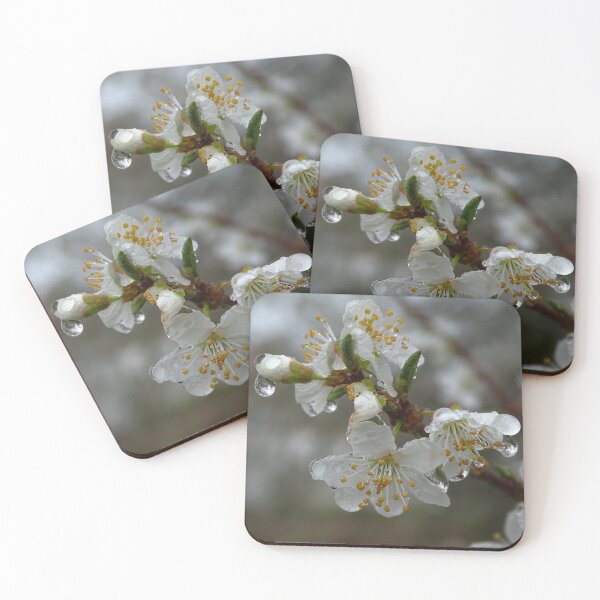 Artikelvorschau, Kirschblüte mit Regentropfen - Frühlings-Makrofotografie entworfen und verkauft von tothkataphoto.