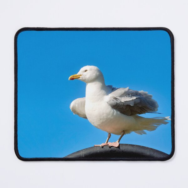 Item preview, Herring Gull Larus-argentatus Perched On A Lamp-post designed and sold by Dorset Girl.