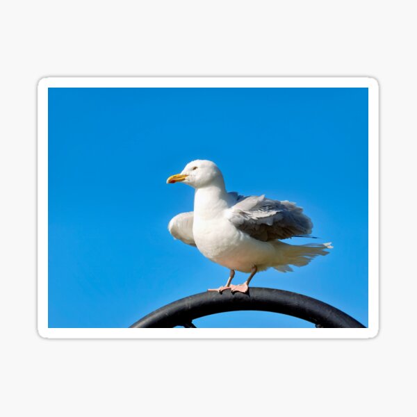 Item preview, Herring Gull Larus-argentatus Perched On A Lamp-post  designed and sold by Dorset Girl.