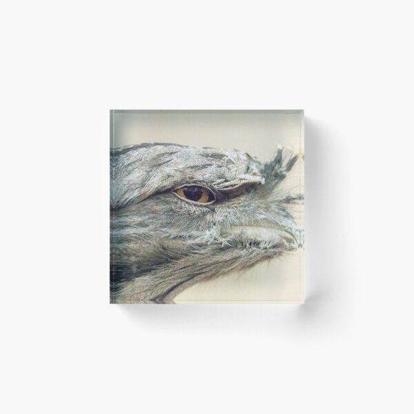 Item preview, Tawny Frogmouth Leith Park 20180423 2533  designed and sold by Fred Mitchell.