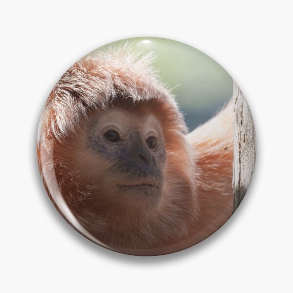 Item preview, East Javan Langur with Backlight Glow designed and sold by rawshutterbug.