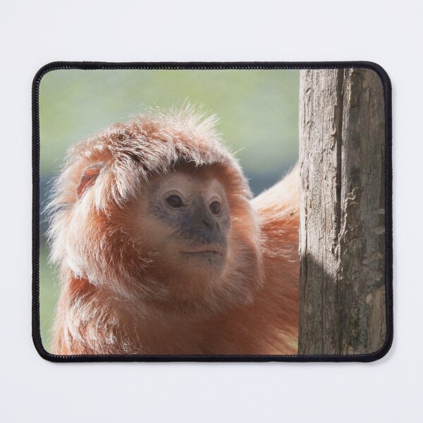 Item preview, East Javan Langur with Backlight Glow designed and sold by rawshutterbug.