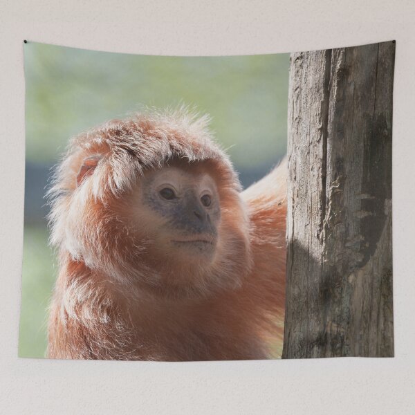 Item preview, East Javan Langur with Backlight Glow designed and sold by rawshutterbug.
