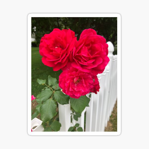 Item preview, Cluster of Red Garden Roses on a White Picket Fence  designed and sold by Amanda1775.