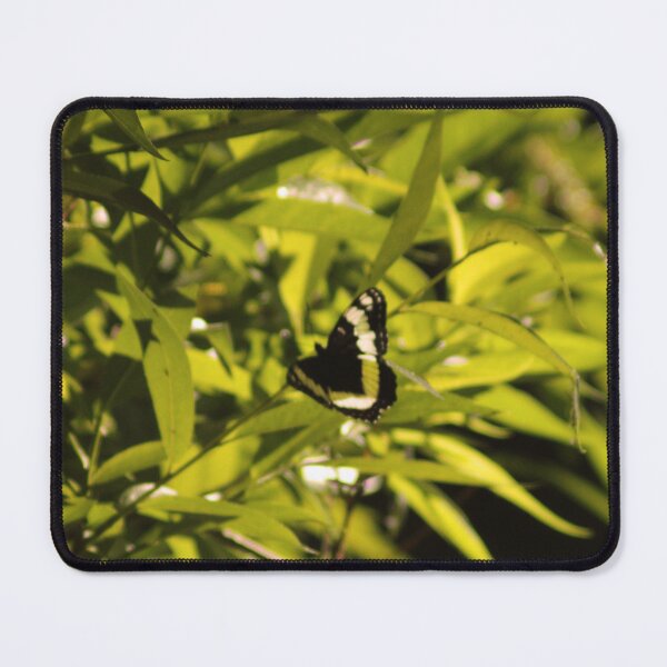 Item preview, Black Butterfly designed and sold by Photos, and Drawings, and Hybrids!!!!! Oh my!.