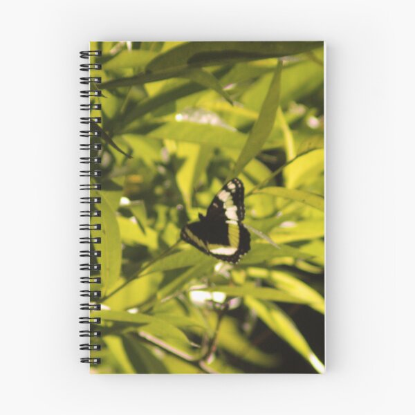Item preview, Black Butterfly designed and sold by Photos, and Drawings, and Hybrids!!!!! Oh my!.