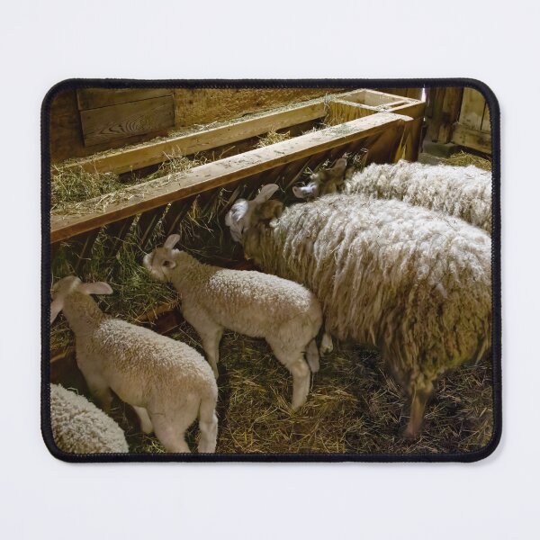 Item preview, Sheep at Riverdale Farm 1 designed and sold by jrtwynam.