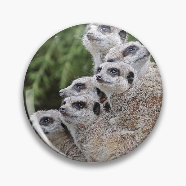 Item preview, Many Meerkats designed and sold by Murph's Images.