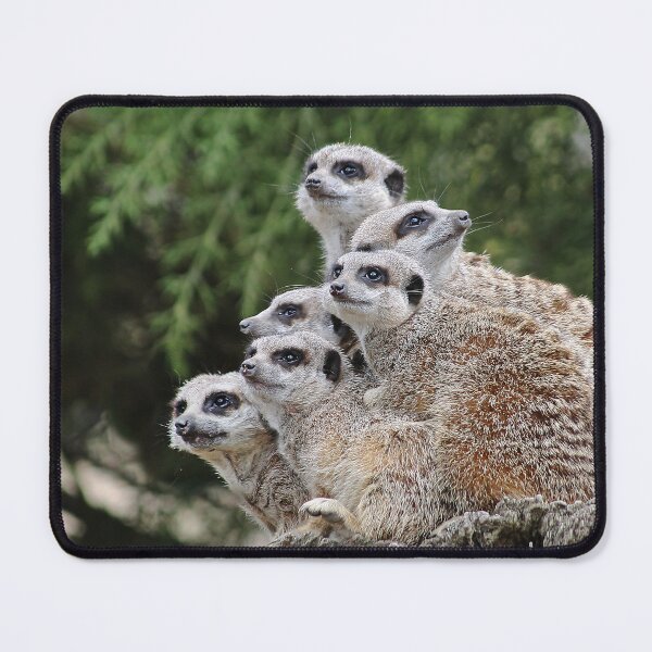 Item preview, Many Meerkats designed and sold by Murph's Images.
