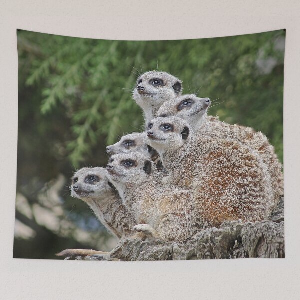 Item preview, Many Meerkats designed and sold by Murph's Images.