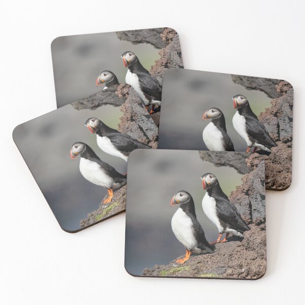 Item preview, Atlantic Puffins on Lava Rocks – Iceland Wildlife Photography designed and sold by Kristvin Gudmundsson.