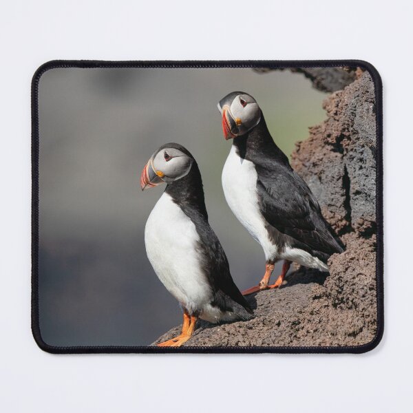 Item preview, Atlantic Puffins on Lava Rocks – Iceland Wildlife Photography designed and sold by Kristvin Gudmundsson.