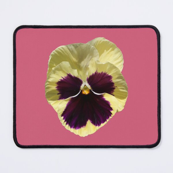 Item preview, Yellow Pansy with Dark Purple Centre on Pink designed and sold by STHogan2.