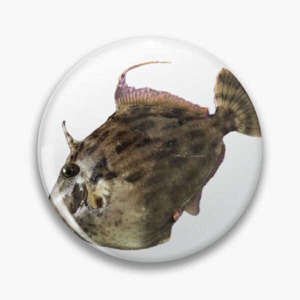 Item preview, 012 カワハギ（Thread-sail Filefish / Leatherjacket / Kawahagi） designed and sold by taichi69nz.