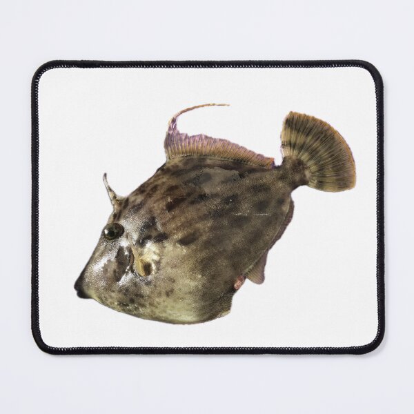 Item preview, 012 カワハギ(Thread-sail Filefish / Leatherjacket / Kawahagi) designed and sold by taichi69nz.