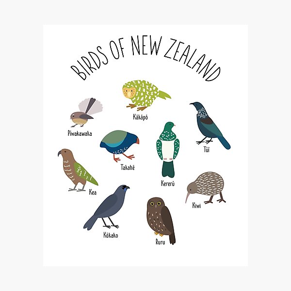 Item preview, Birds Of New Zealand - Kiwi, Kakapo, Tui, Fantail, Kaka, Kea designed and sold by Rebeccatiana.nz.
