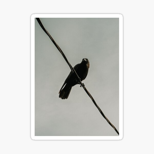 Item preview, Crow on a Wire designed and sold by geminiinthesky.