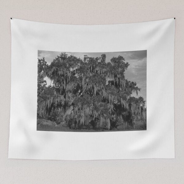 Item preview, Huge Live Oak Tree Black And White designed and sold by MercerImages.