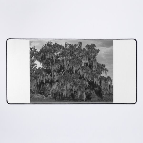 Item preview, Huge Live Oak Tree Black And White designed and sold by MercerImages.