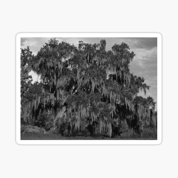Item preview, Huge Live Oak Tree Black And White designed and sold by MercerImages.