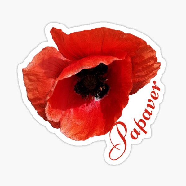 Red poppy flower with the inscription of the flower's name in Latin. Sticker
