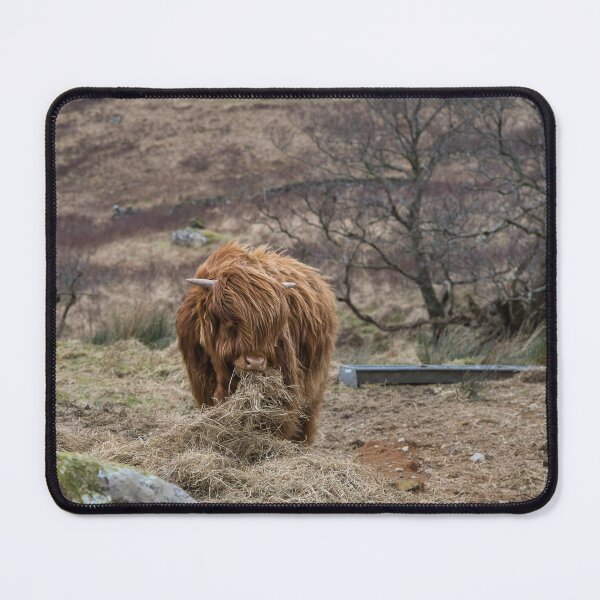 Item preview, highland calf designed and sold by brian mcdonnell.
