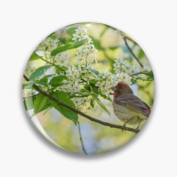 Item preview, A pose in the bird cherry. Scarlet rosefinch designed and sold by Jouko Lehto Photography.