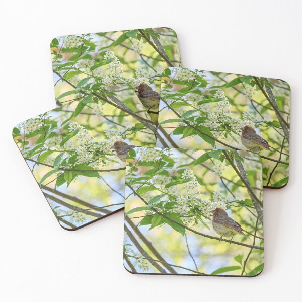 Item preview, A pose in the bird cherry. Scarlet rosefinch designed and sold by Jouko Lehto Photography.