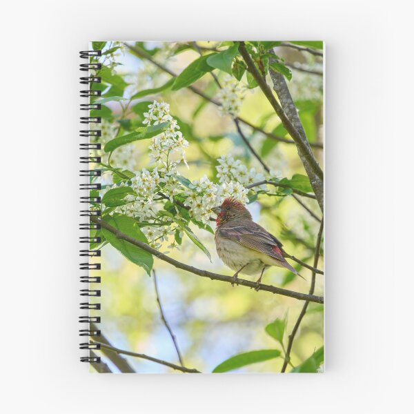 Item preview, A pose in the bird cherry. Scarlet rosefinch designed and sold by Jouko Lehto Photography.