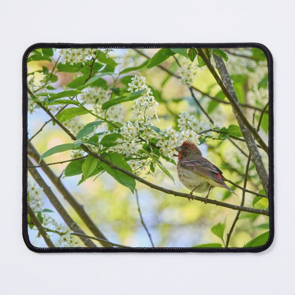 Item preview, A pose in the bird cherry. Scarlet rosefinch designed and sold by Jouko Lehto Photography.