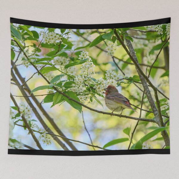 Item preview, A pose in the bird cherry. Scarlet rosefinch designed and sold by Jouko Lehto Photography.