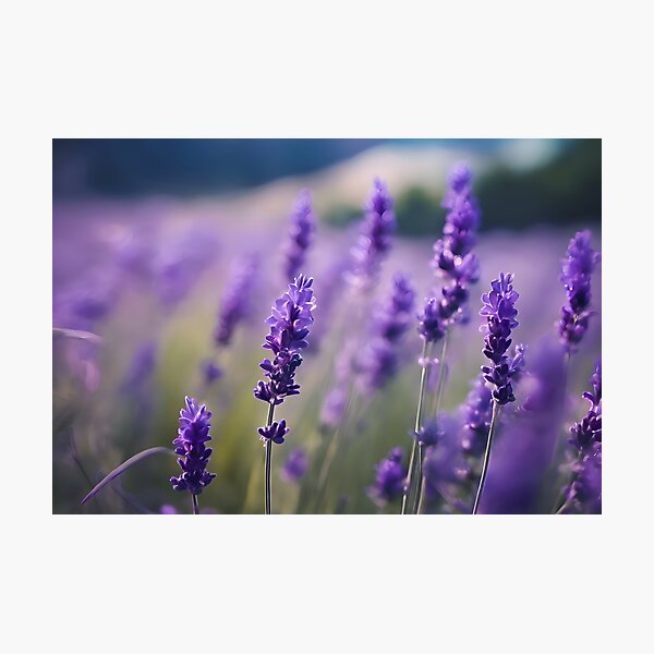 Artikelvorschau, Lila Lavendelfeld im Soft Focus entworfen und verkauft von Pixel Press Prints.