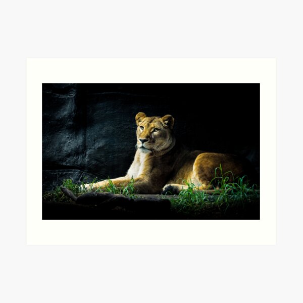 Lioness Art Print