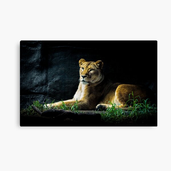Lioness Canvas Print