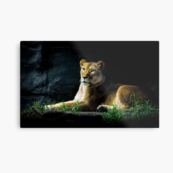 Lioness Metal Print