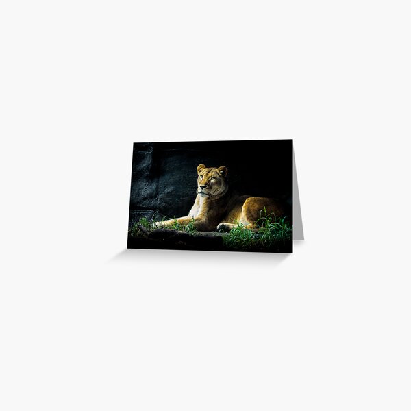 Lioness Greeting Card