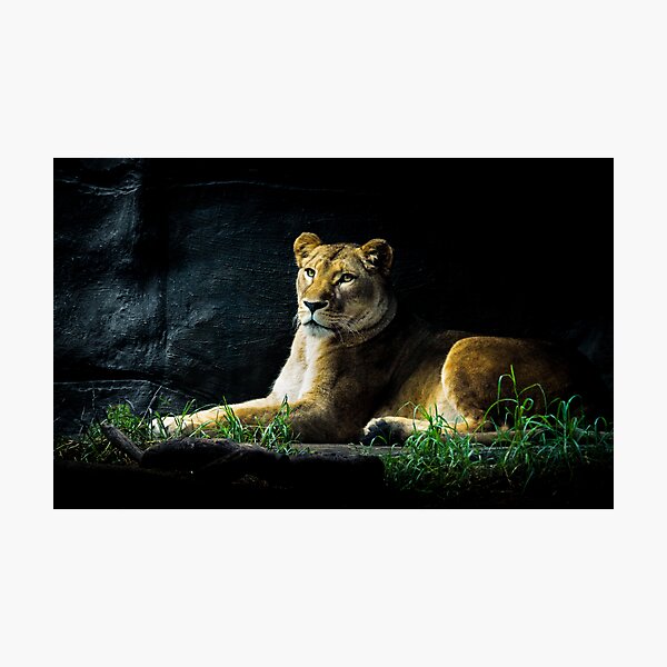 Lioness Photographic Print