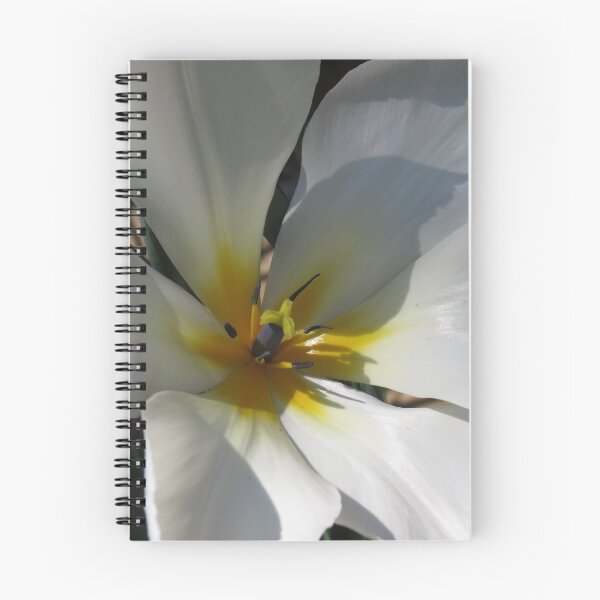 Item preview, Sunlit White Tulip with Gold Centre designed and sold by SunriseRose.