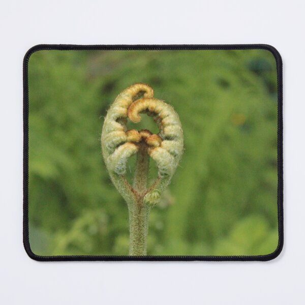 Item preview, Fern bud, Lampeter, Ceredigion designed and sold by Kate Anderson Art.