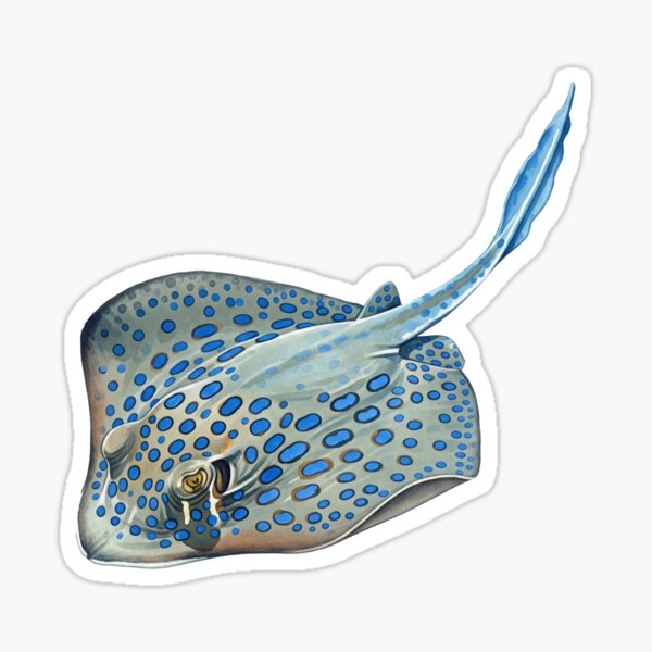 Item preview, Bluespotted Ribbontail Ray designed and sold by 4rtistcDrift.