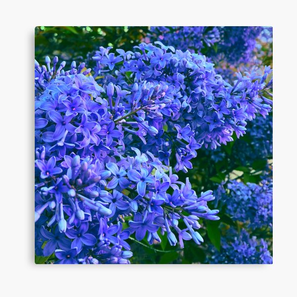 Lienzos: Flores Lilas Vintage | Redbubble