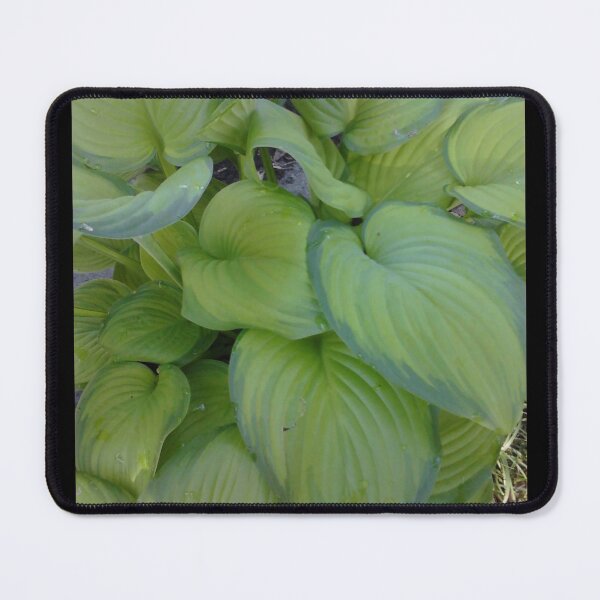 Item preview, Hosta designed and sold by Artwork333.